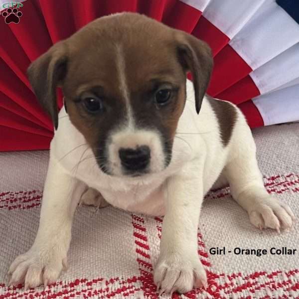 Orange, Jack Russell Terrier Puppy